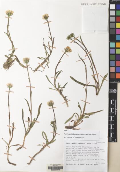 Symphyotrichum vahlii [Espécimen: ]