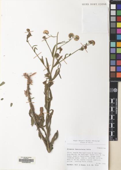 Erigeron fasciculatus [Espécimen: ]