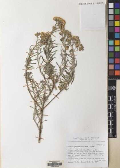 Senecio patagonicus [Espécimen: ]