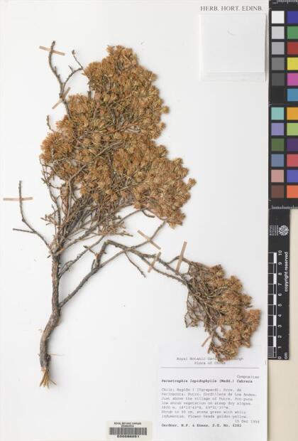 Parastrephia lepidophylla [Espécimen: ]
