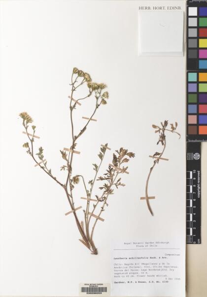 Leucheria achillaeifolia [Espécimen: ]