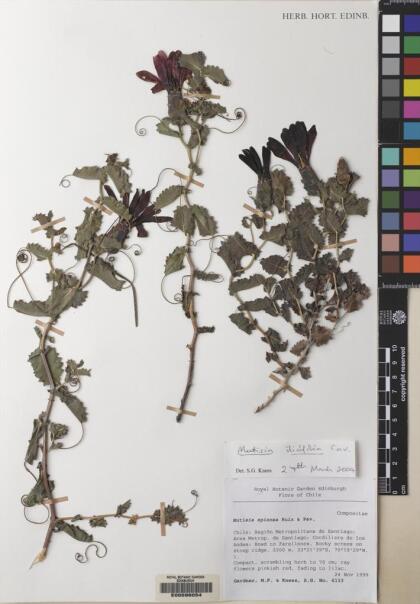 Mutisia ilicifolia [Espécimen: ]