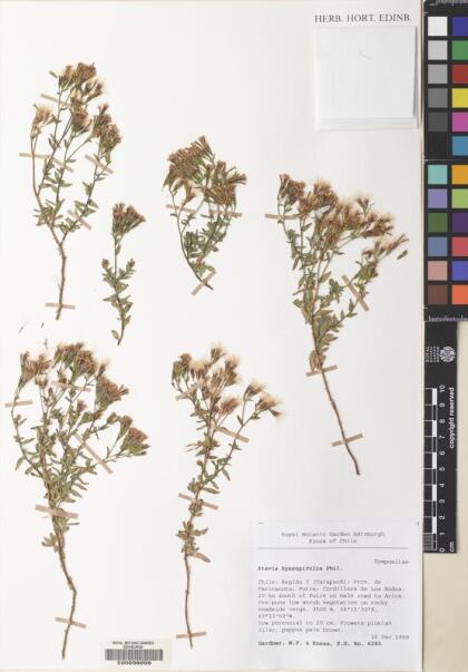 Stevia philippiana [Espécimen: ]
