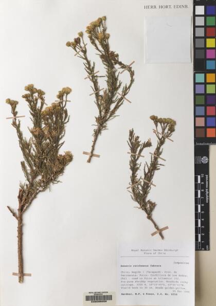 Senecio reicheanus [Espécimen: ]