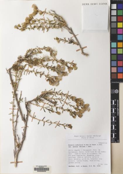 Senecio subulatus var. salsus [Espécimen: ]