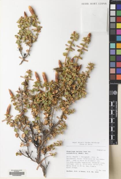 Chuquiraga spinosa [Espécimen: ]