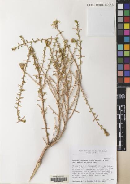 Senecio subulatus var. salsus [Espécimen: ]