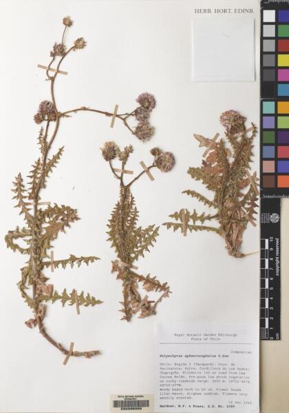 Polyachyrus sphaerocephalus [Espécimen: ]