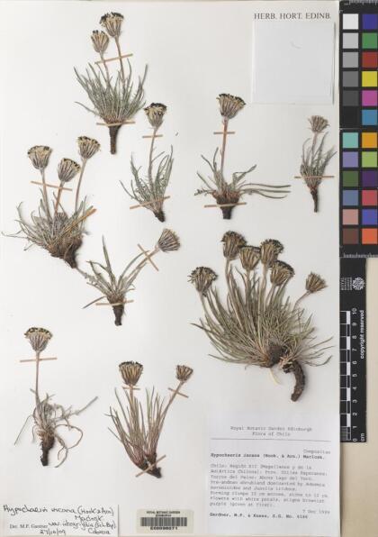 Hypochaeris incana [Espécimen: ]