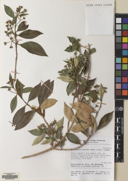 Myrceugenia planipes [Espécimen: ]