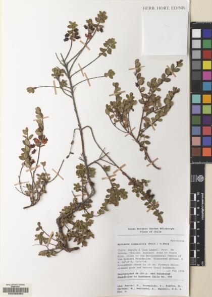 Myrteola nummularia [Espécimen: ]