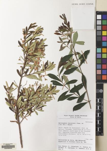 Myrceugenia lanceolata [Espécimen: ]