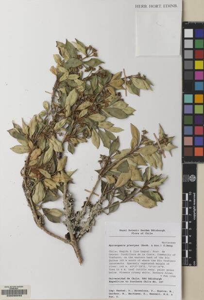 Myrceugenia planipes [Espécimen: ]