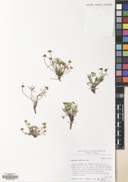 Azorella acaulis [Espécimen: ]