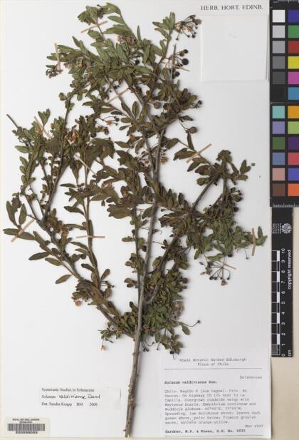 Solanum valdiviense [Espécimen: ]