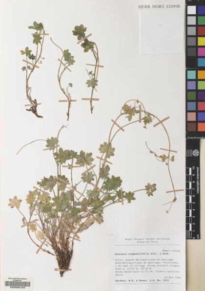 Bowlesia tropaeolifolia [Espécimen: ]