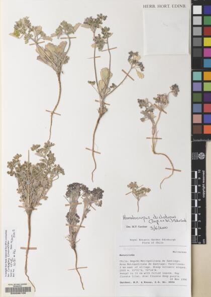 Homalocarpus dichotomus [Espécimen: ]