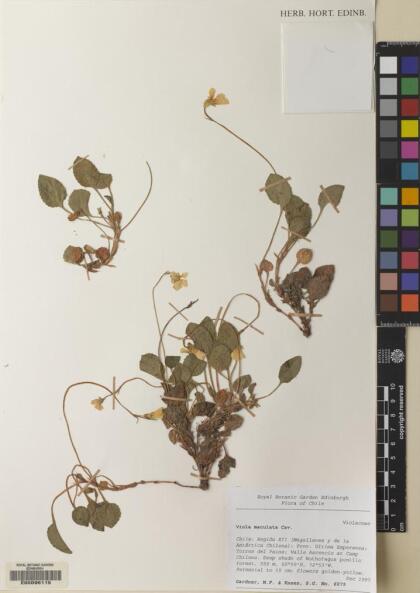 Viola maculata var. maculata [Espécimen: ]