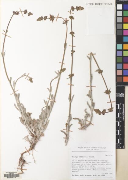 Stachys albicaulis [Espécimen: ]