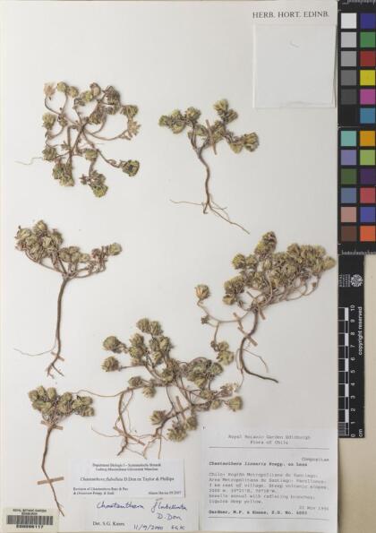 Chaetanthera flabellata [Espécimen: ]