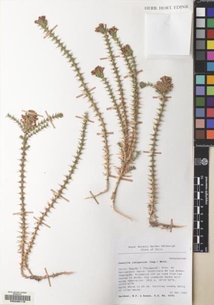 Junellia juniperina [Espécimen: ]