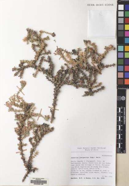 Junellia juniperina [Espécimen: ]