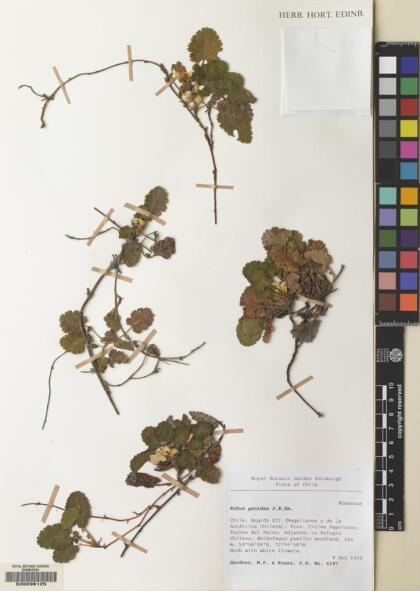 Rubus geoides [Espécimen: ]