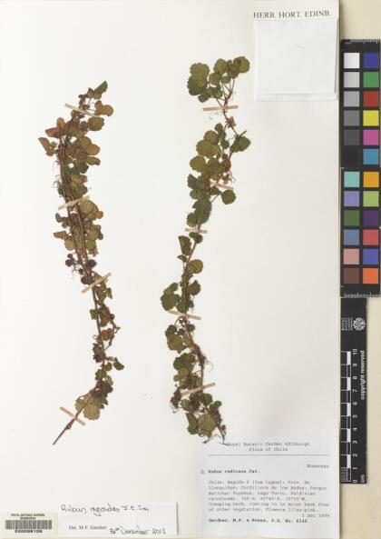 Rubus geoides [Espécimen: ]