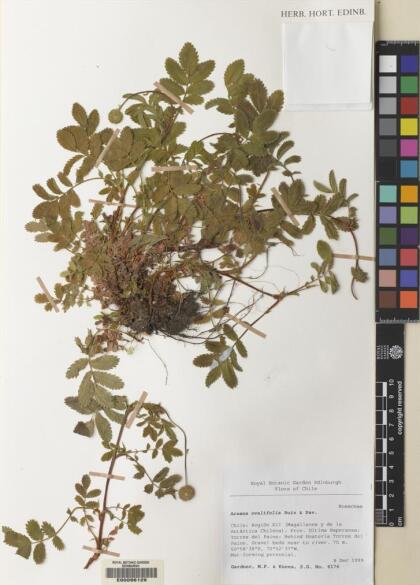 Acaena ovalifolia [Espécimen: ]