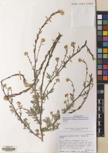 Descurainia myriophylla [Espécimen: ]