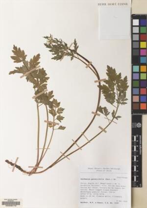 Cardamine geraniifolia [Espécimen: ]