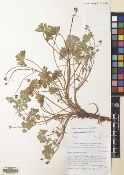 Geranium magellanicum [Espécimen: ]