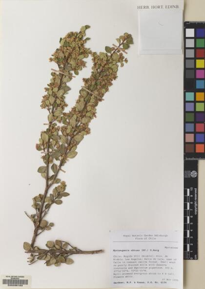 Myrceugenia obtusa [Espécimen: ]