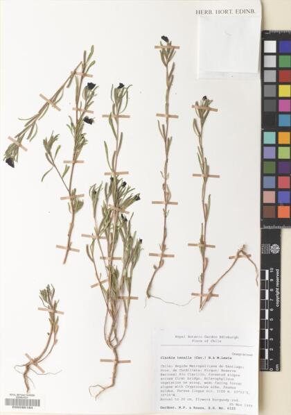 Clarkia tenella [Espécimen: ]