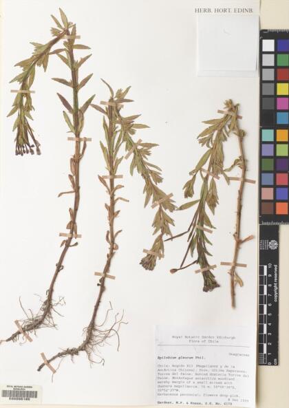 Epilobium glaucum [Espécimen: ]
