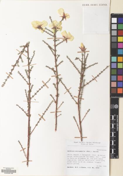 Balbisia microphylla [Espécimen: ]