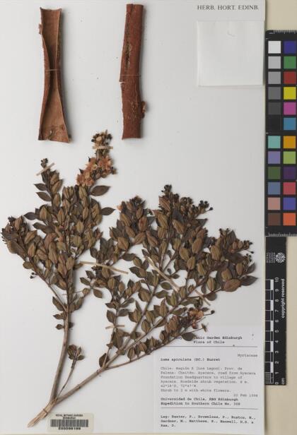 Luma apiculata [Espécimen: ]