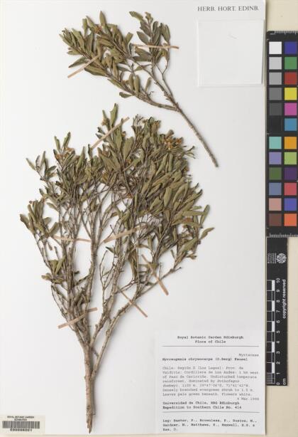 Myrceugenia chrysocarpa [Espécimen: ]