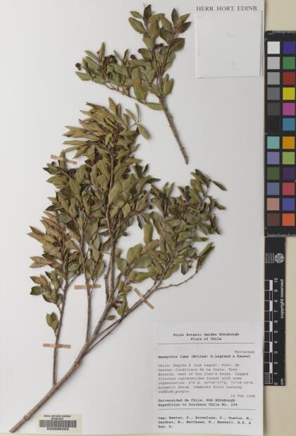 Amomyrtus luma [Espécimen: ]