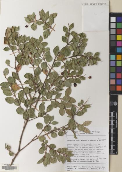 Amomyrtus luma [Espécimen: ]