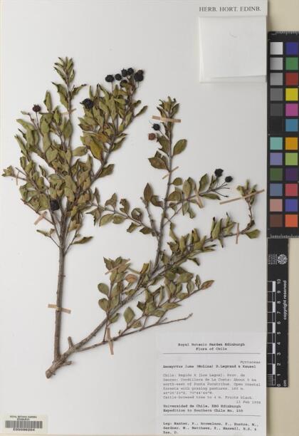 Amomyrtus luma [Espécimen: ]