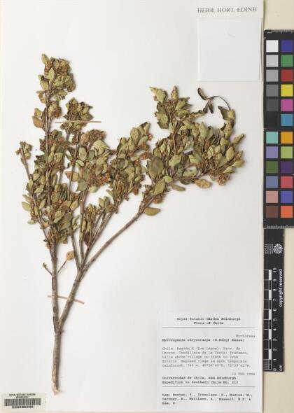 Myrceugenia chrysocarpa [Espécimen: ]