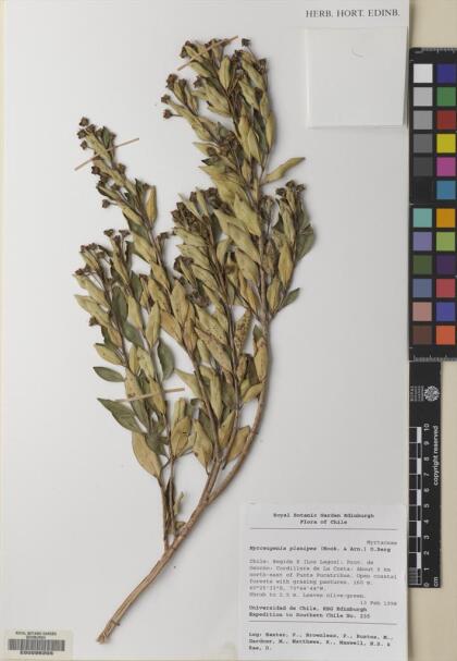 Myrceugenia planipes [Espécimen: ]