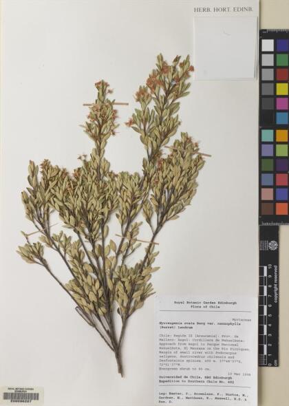 Myrceugenia ovata var. nannophylla [Espécimen: ]