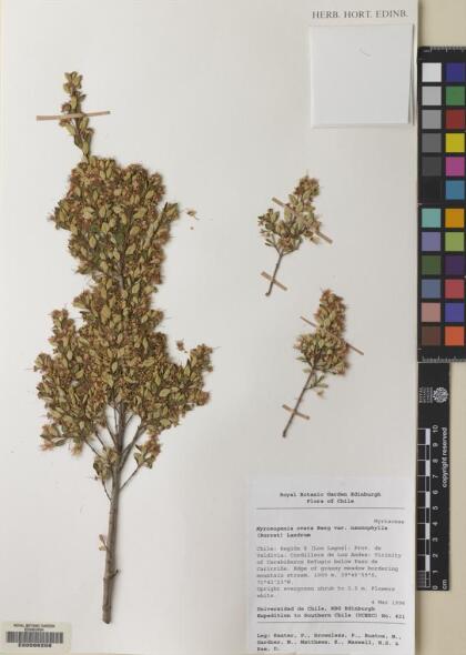 Myrceugenia ovata var. nannophylla [Espécimen: ]