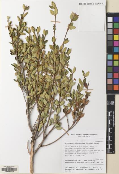 Myrceugenia chrysocarpa [Espécimen: ]