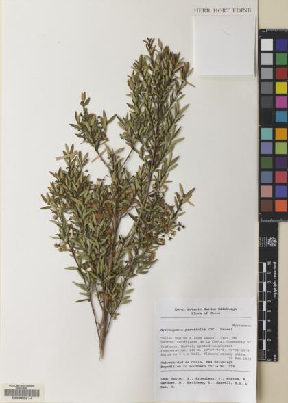 Myrceugenia parvifolia [Espécimen: ]