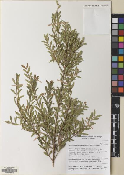Myrceugenia parvifolia [Espécimen: ]