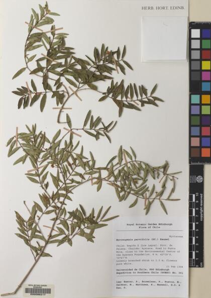 Myrceugenia parvifolia [Espécimen: ]
