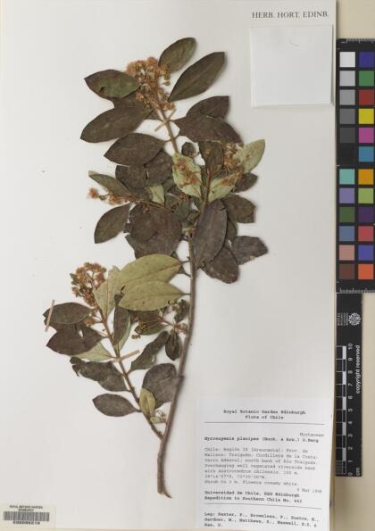 Myrceugenia planipes [Espécimen: ]